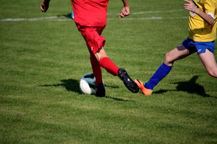 开云网页版-世界男子排球联赛意大利主场折桂，意大利男子排球联赛直播